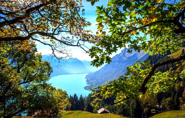 Картинка лес, листья, горы, ветки, озеро, Швейцария, домики, Brienz