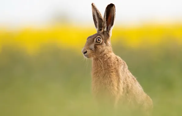 Лето, природа, Brown Hare