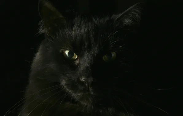 Картинка кот, черный, кошак