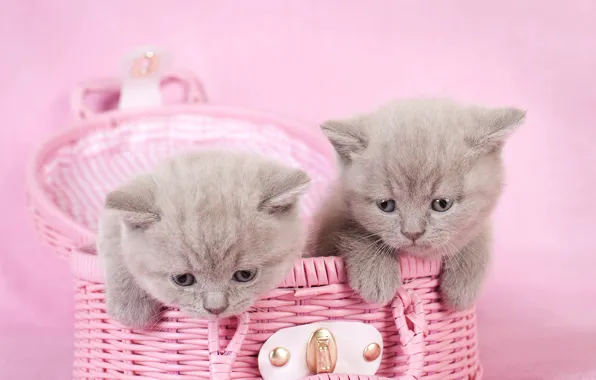Кошки, котенок, фон, розовый, котята, серые, парочка, корзинка