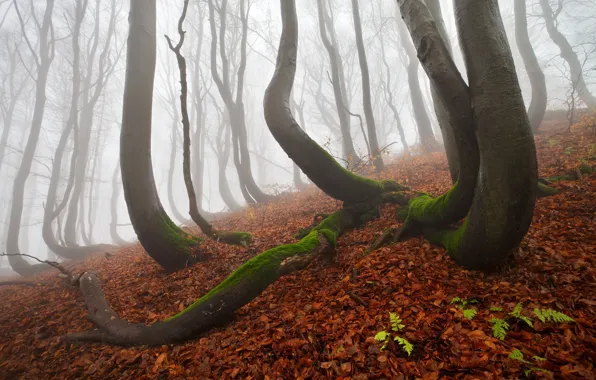 Осень, лес, деревья, природа, туман, дымка