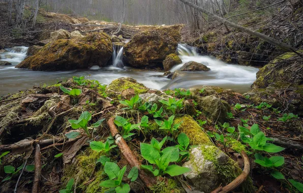 Forest, river, plants, mosses