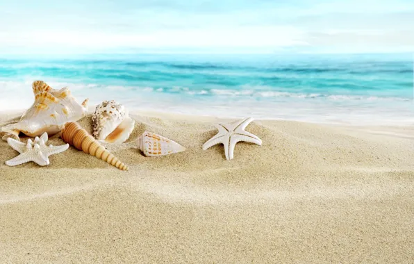 Картинка песок, море, пляж, ракушки, beach, sand, seashells