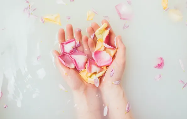 Вода, романтика, руки, лепестки, лепестки роз, water, romantic, hands