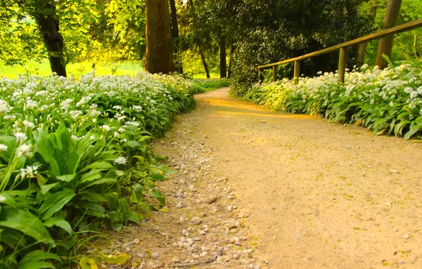 Green, summer, flowers, way, day, path