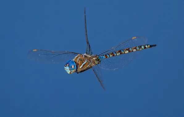 Крылья, стрекоза, насекомое, Rhionaeshna multicolor, Blue-eyed Darner