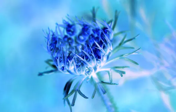 Flower, blue, plant
