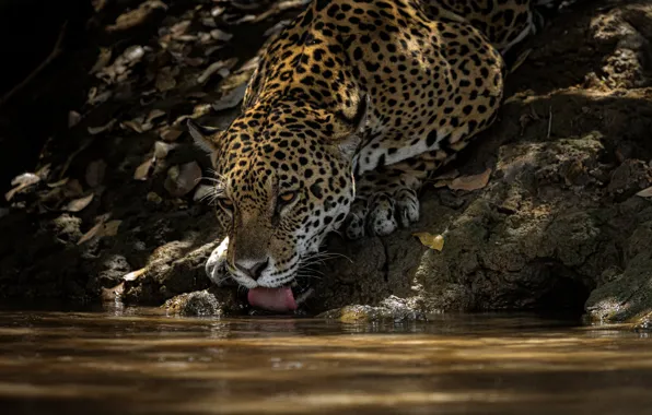 Картинка вода, жажда, хищник, Ягуар, водопой, дикая кошка