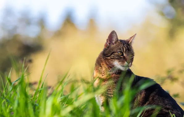 Кошка, трава, кот, взгляд, свет, природа, поза, серый