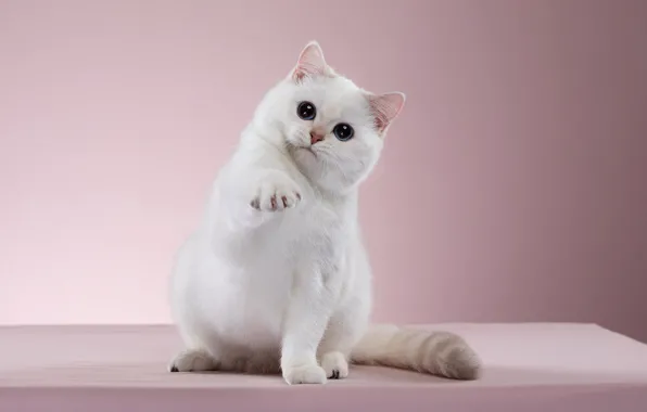 Картинка кошка, белый, взгляд, поза, фон, мордочка, розовые, котёнок