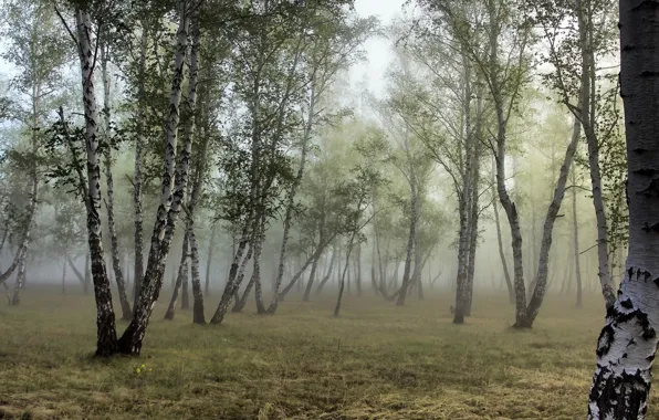 Лес, туман, берёзы, роща