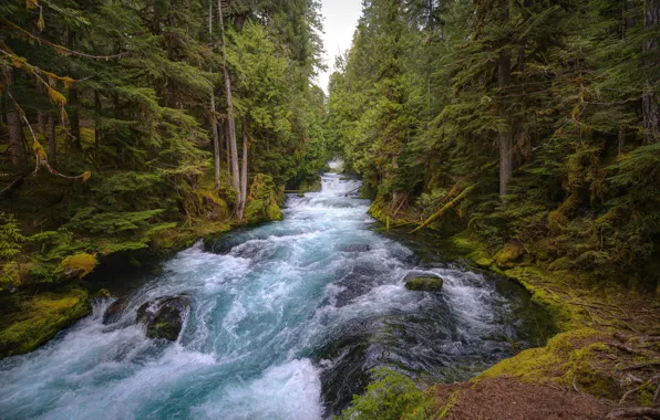 Вода, деревья, река, поток, Орегон, USA, США, Oregon