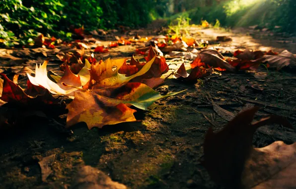 Картинка дорога, осень, лес, листья, деревья, закат, природа, парк