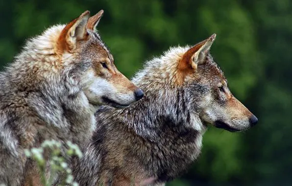 Картинка nature, predator, animal, wolf, wildlife, portrait., Canis lupus. face • wolf • portrait • predator