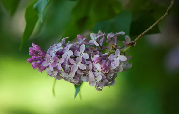 Природа, лепестки, сирень, соцветие