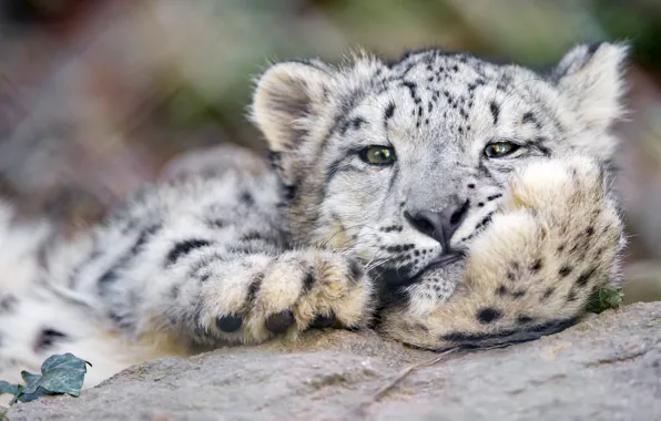 Кошка, морда, ирбис, снежный барс, ©Tambako The Jaguar