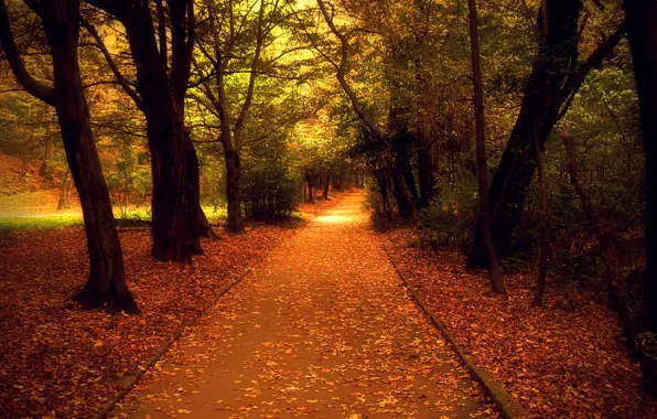 Картинка листья, деревья, парк, Осень, дорожка, аллея, листопад, trees