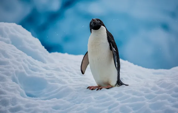 Картинка снег, птица, пингвин, Антарктида, Пингвин Адели
