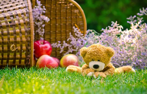Картинка трава, корзина, яблоки, игрушка, медведь