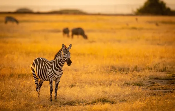 Картинка трава, животное, зебра, саванна, Африка, grass, africa, animal