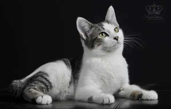 Black, feline, Hannah Kahlman