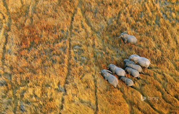 Трава, Африка, слоны, Ботсвана, дельта реки Окаванго