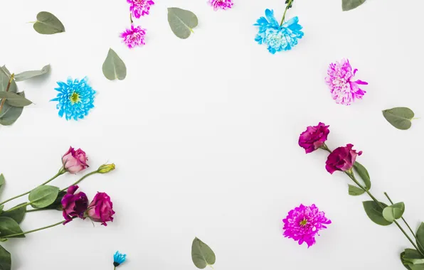 Картинка цветы, белый фон, flowers, background, декор