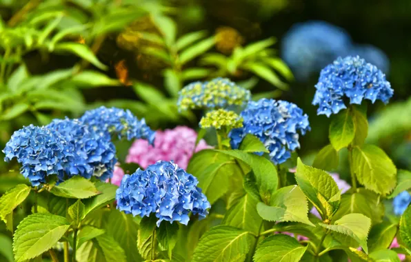 Куст, цветение, голубая, Гортензия