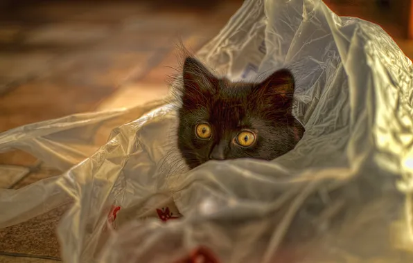 Кошка, взгляд, поза, котенок, черный, пол, ткань, мордашка