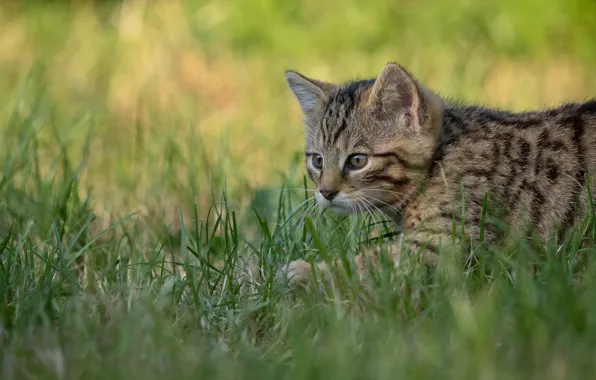 Кошка, трава, кот, котенок, крадется, дикий лесной кот
