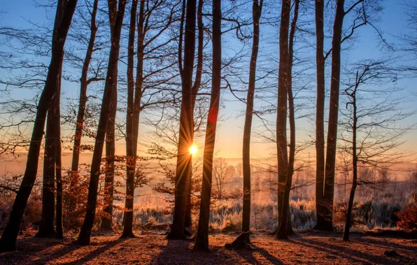 Картинка иней, осень, лес, солнце, деревья, туман, рассвет, утро