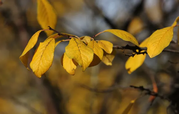 Листья, желтые, солнечно, слива