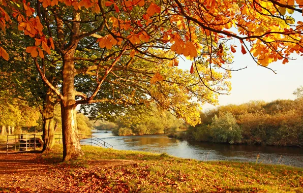 Картинка осень, вода, пейзаж, отражение, листва, мостик, дереья