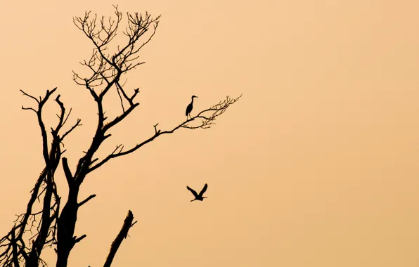 Картинка птицы, фон, дерево, минимализм