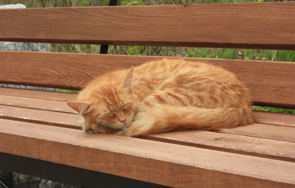 Картинка спит, на лавочке, рыжая кошка