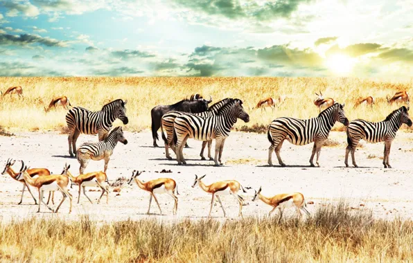 Картинка небо, африка, антилопы, зебры, Савана, буйволы