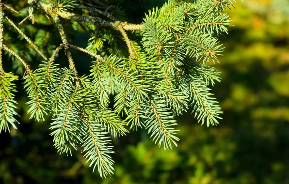 Plant, spruce, twigs