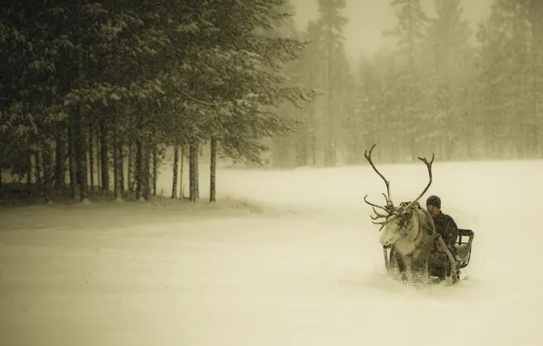 Картинка зима, лес, снег, олень, парень, сани, снегопад, Финляндия