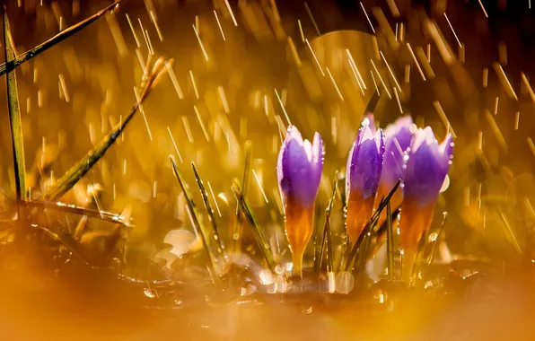 Картинка цветы, природа, дождь