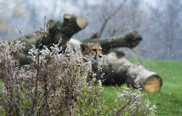 Хищник, гепард, маскировка, недовольный, дикая кошка, снегопад, кустарник