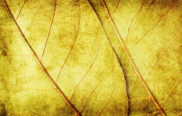 Листья, фон, текстура, желтые