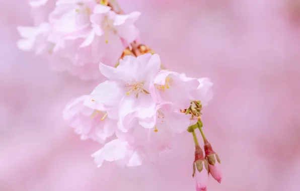Вишня, розовый, сакура, цветение, blossom, sakura, cherry, japanese