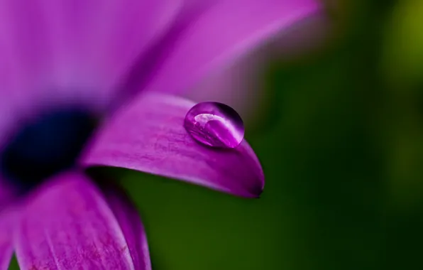 Картинка цветок, фиолетовый, макро, природа, зеленый, роса, растение, цвет