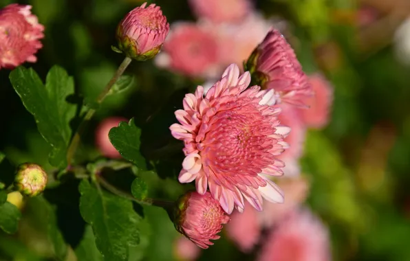 Картинка листья, капли, цветы, лепестки, сад, розовые, хризантемы, зеленый фон