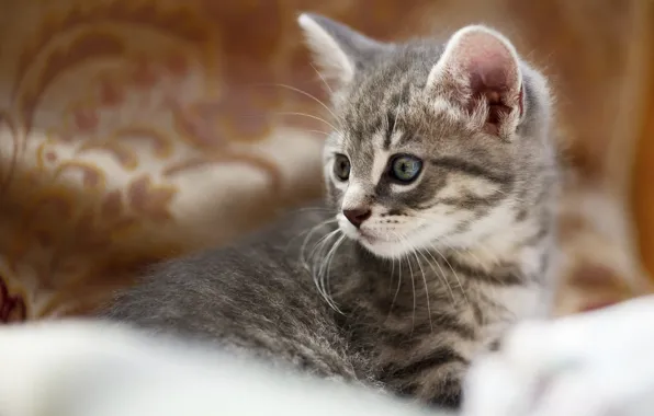 Кошка, взгляд, котенок, малыш, мордочка, котёнок, коричневый фон, боке