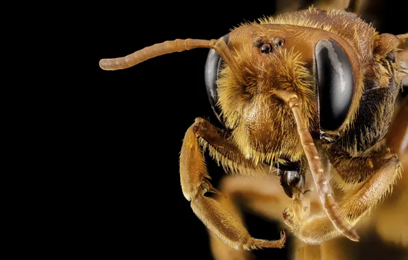 Голова, насекомое, черный фон, insect, head, bee andrena, пчела andrena