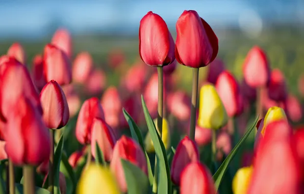 Картинка цветы, природа, весна, тюльпаны, парочка