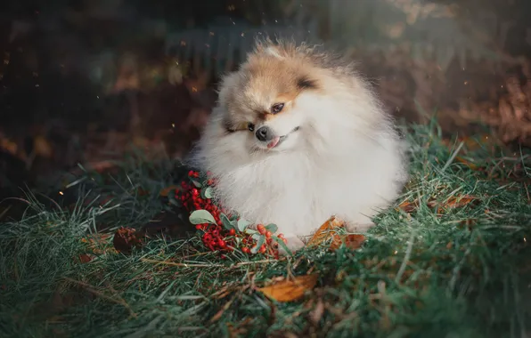 Взгляд, поза, собака, мордашка, шпиц