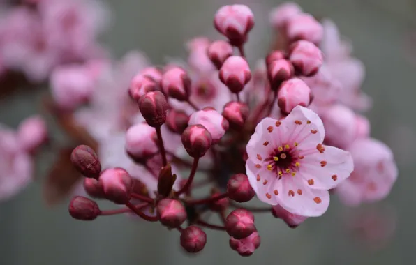 Картинка Весна, цветение, spring, flowering