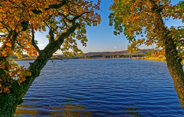 Картинка осень, деревья, река, Германия, Ulmen